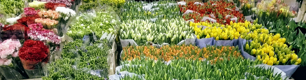 Fotografie - Květiny Cattleya - velkoobchod a maloobchod - květiny, rostliny, bytové dekorace - Jesenice, Tábor, České Budějovice, Praha